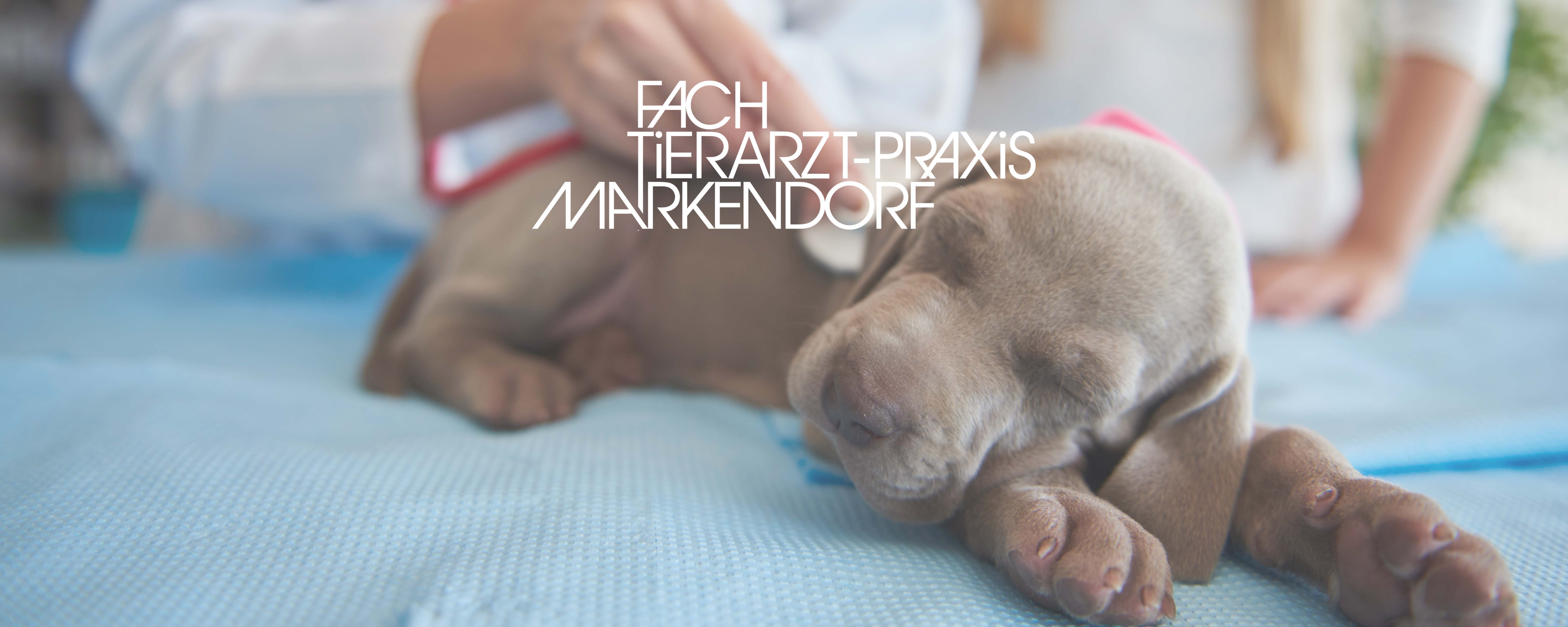 tierarzt dr. frank dieffenbacher praxis für groß & klein